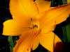 Bradley Hardy Daylily - Artwork and Photography by Sandy Frey