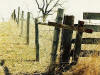 Don't Fence Me In - Artwork and Photography by Sandy Frey