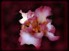 Iris - Artwork and Photography by Sandy Frey