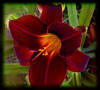 Deep Red Daylily - Artwork and Photography by Sandy Frey