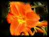 Solar Power Daylily - Artwork and Photography by Sandy Frey
