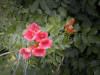 Honeysuckle - Artwork and Photography by Sandy Frey