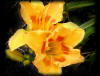 Fall in Love With Daylilies - Artwork and Photography by Sandy Frey
