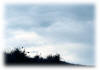 Swaying in the Wind - Artwork and Photography by Sandy Frey