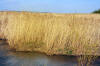 Marshes - Artwork and Photography by Sandy Frey