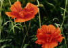 Poppies - Artwork and Photography by Sandy Frey