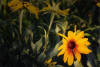 Rudbeckia - Artwork and Photography by Sandy Frey